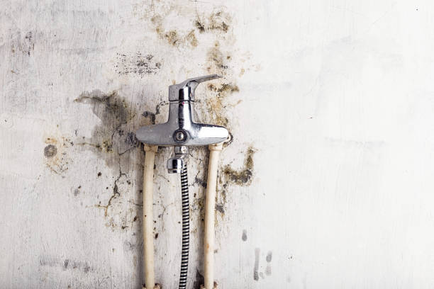 Best Emergency Mold Remediation in Livingston, AL