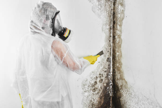 Best Residential Mold Remediation in Livingston, AL