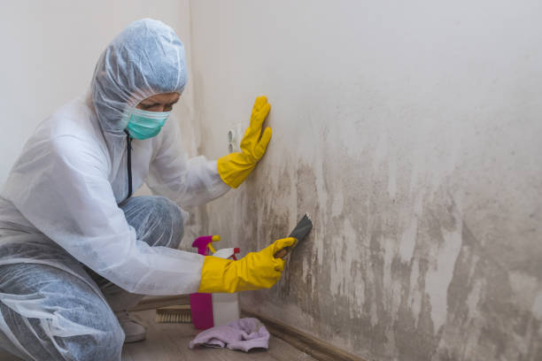 Best Industrial Mold Remediation in Livingston, AL