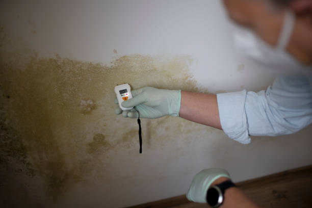Best Residential Mold Remediation in Livingston, AL