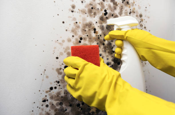 Best Post-Flood Mold Remediation in Livingston, AL