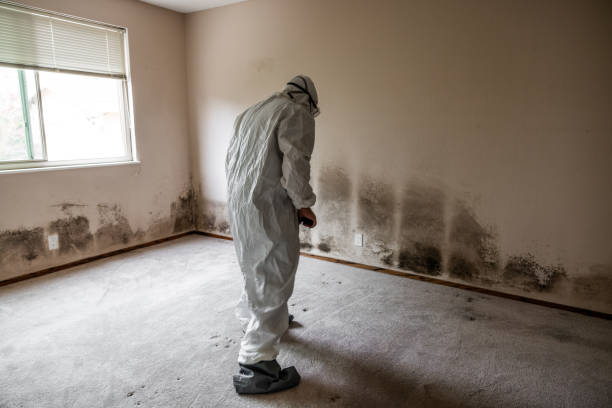 Best Bathroom Mold Remediation in Livingston, AL
