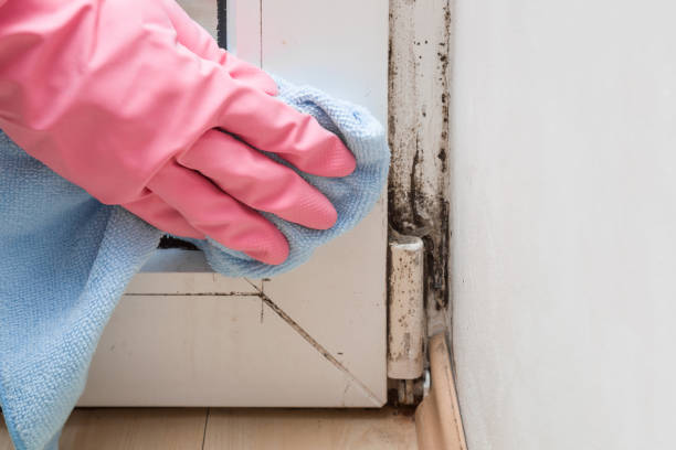 Best Basement Mold Remediation in Livingston, AL
